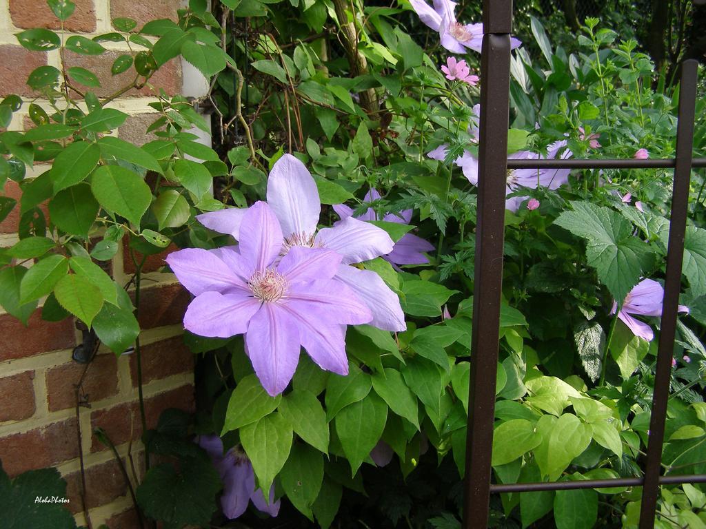 Gite Des Hortillonnages Camon  Kültér fotó