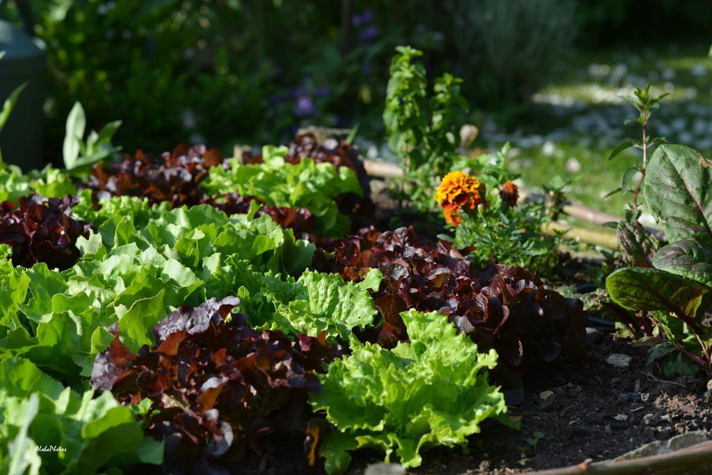Gite Des Hortillonnages Camon  Kültér fotó